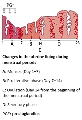 менструален цикъл